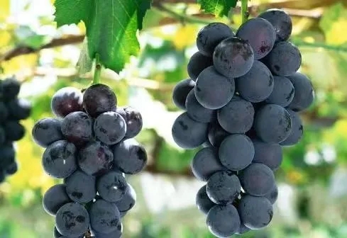 瑞豐無核.webp.jpg