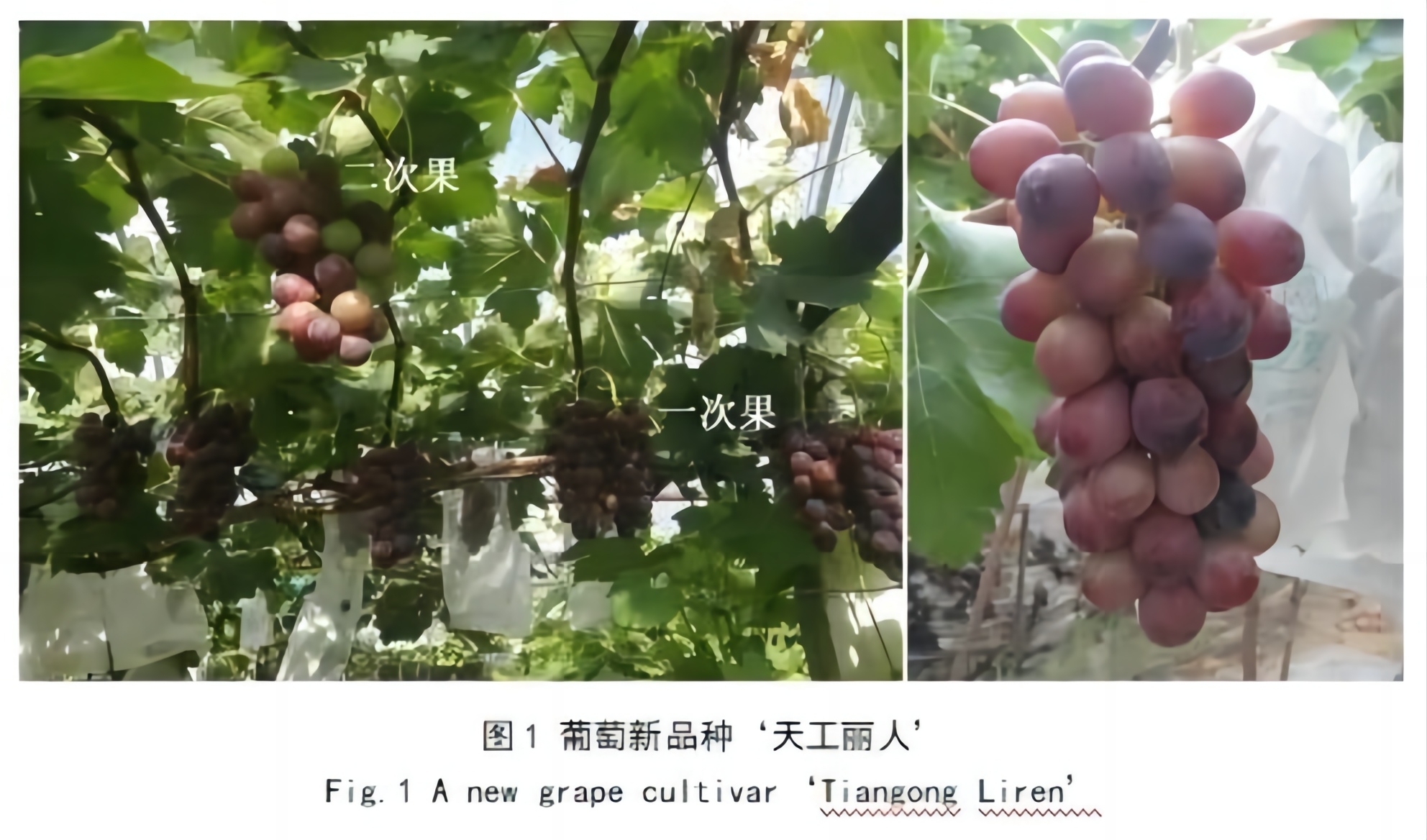 天工麗人.webp(1).jpg