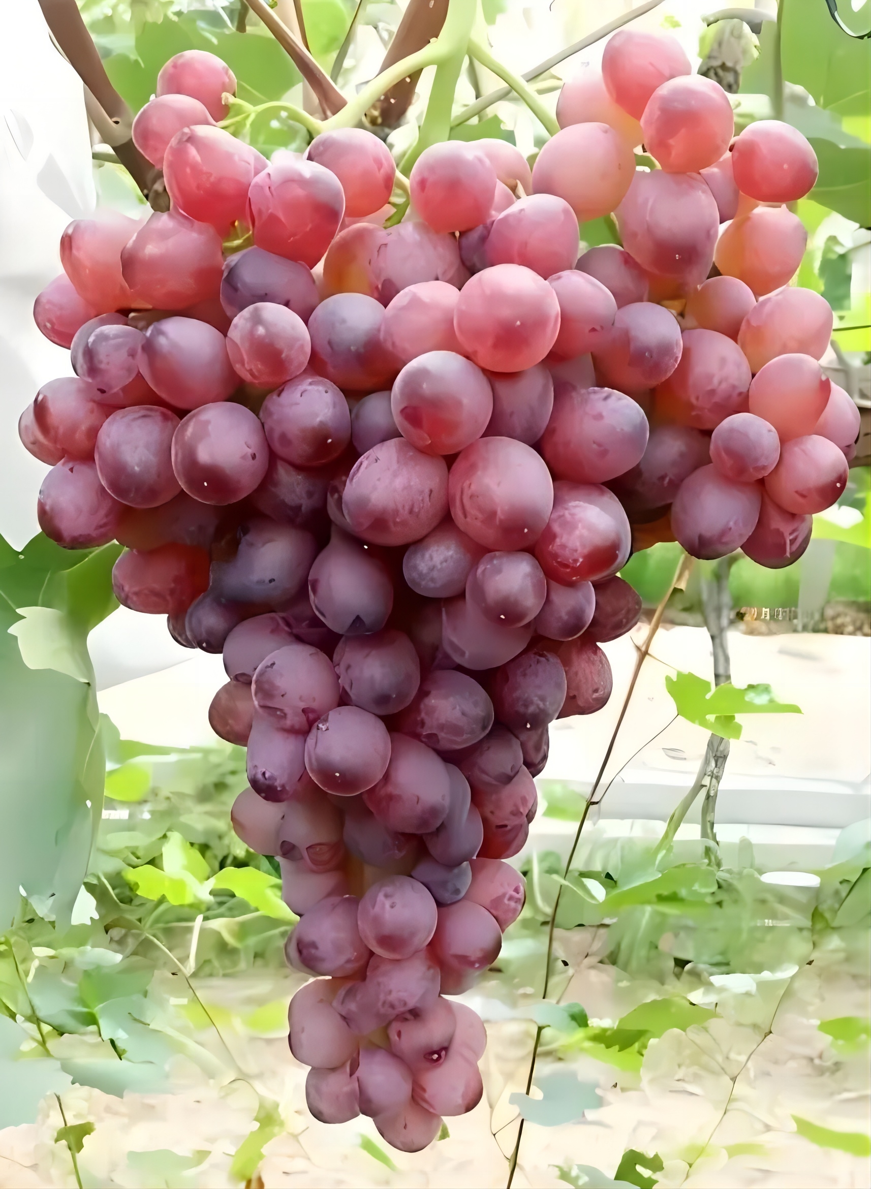 紅艷無核.webp.jpg