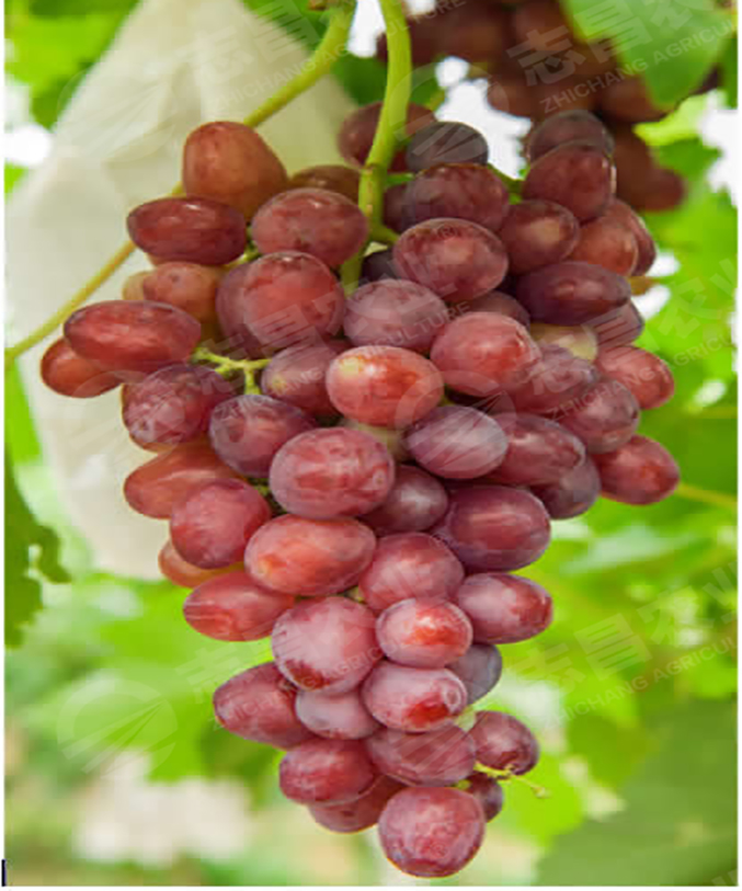 瑞都紅玉網(wǎng)站.jpg