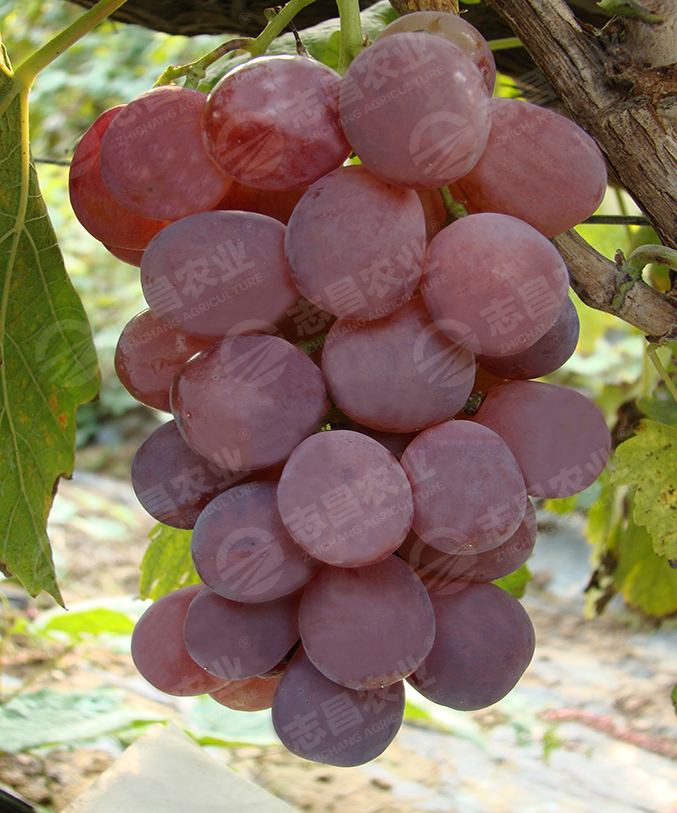 紅提網(wǎng)站.jpg