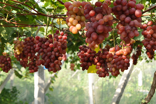 紅芭拉多豐產(chǎn)樹網(wǎng)站.jpg