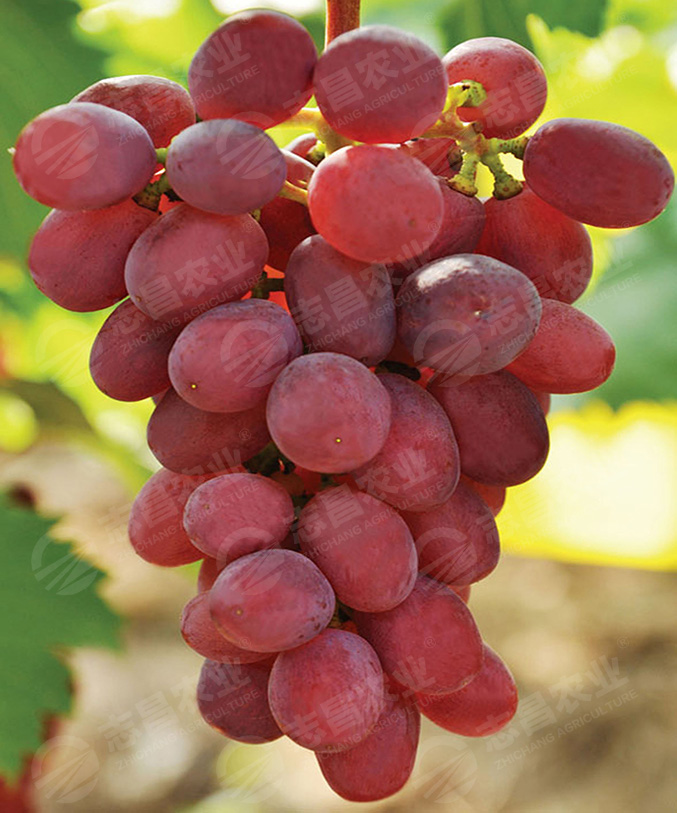 紅芭拉多網(wǎng)站.jpg