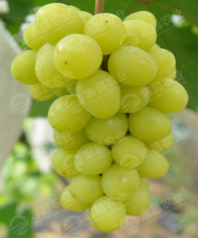 早生新馬斯網(wǎng)站.jpg