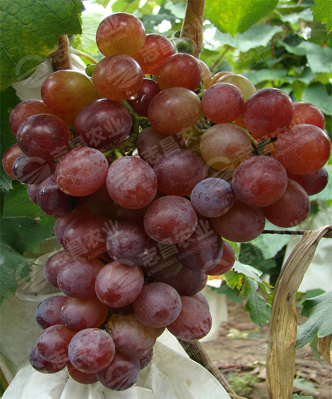 夏至紅網(wǎng)站.jpg