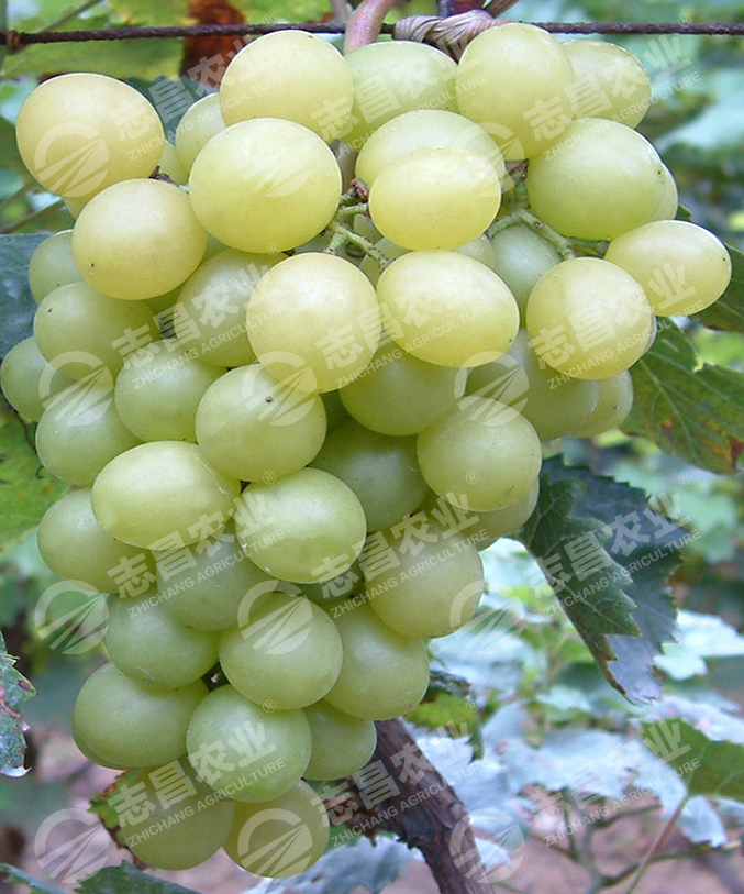 貴妃玫瑰網(wǎng)站.jpg