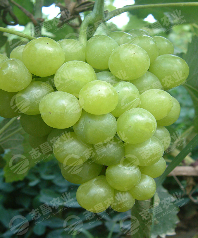 香妃網(wǎng)站.jpg