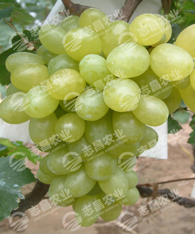奧古斯特網(wǎng)站.jpg
