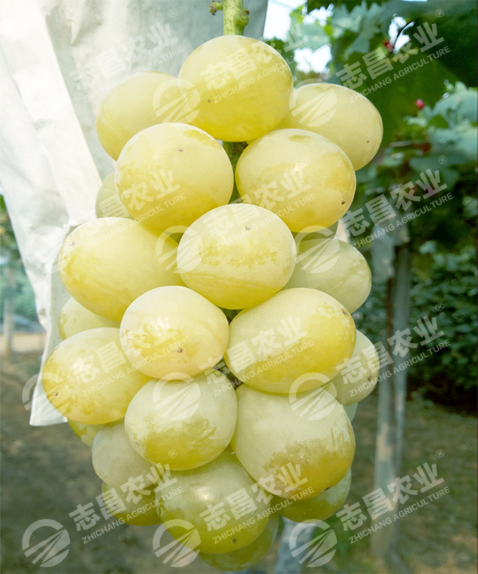 雄寶網(wǎng)站.jpg