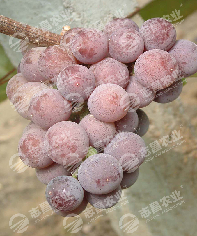 蜜汁網(wǎng)站.jpg