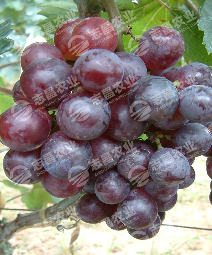 早黑寶網(wǎng)站.jpg