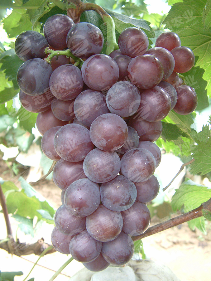 藤稔網(wǎng)站.jpg