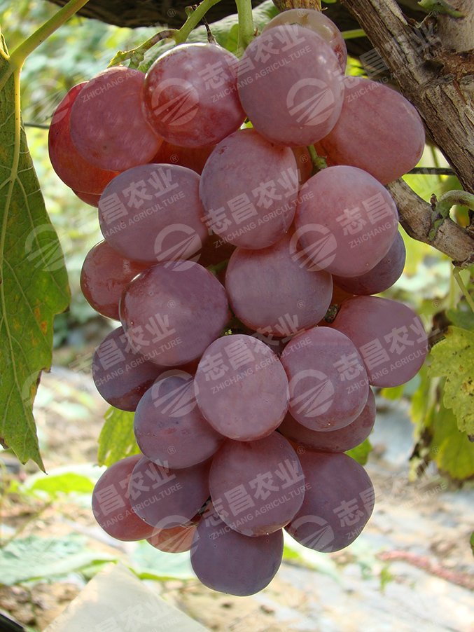 紅提網(wǎng)站.jpg