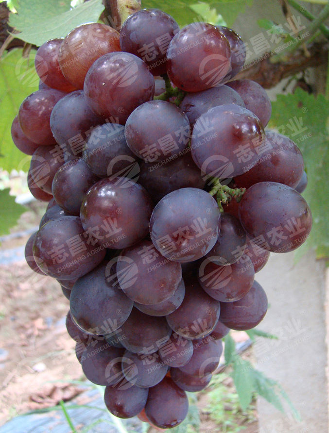 玫瑰香網(wǎng)站.jpg