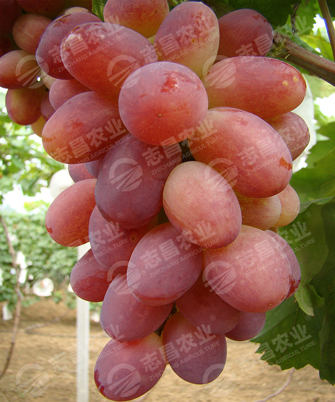 昭平紅網(wǎng)站.jpg