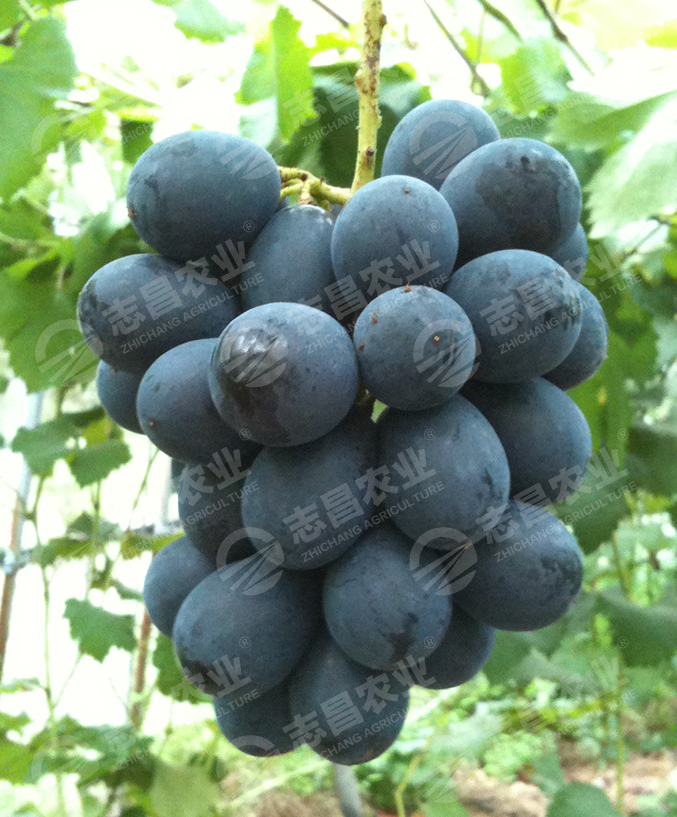 黑皇網(wǎng)站.jpg