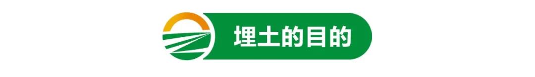 【栽培技術(shù)】葡萄進(jìn)入“冬眠”期，埋土這樣做來年產(chǎn)量有保障！(圖1)