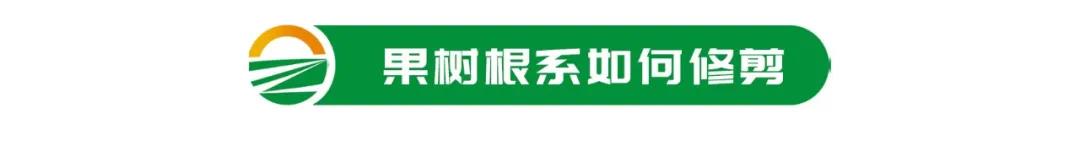 【栽培技術(shù)】葡萄秋季斷根要重視,疏根短截要做好(圖5) 1-21110413520Y26.jpg