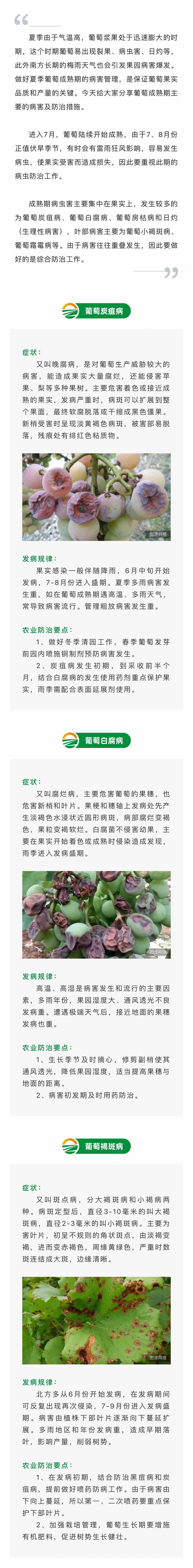 葡萄成熟期主要病害及防治(圖1)