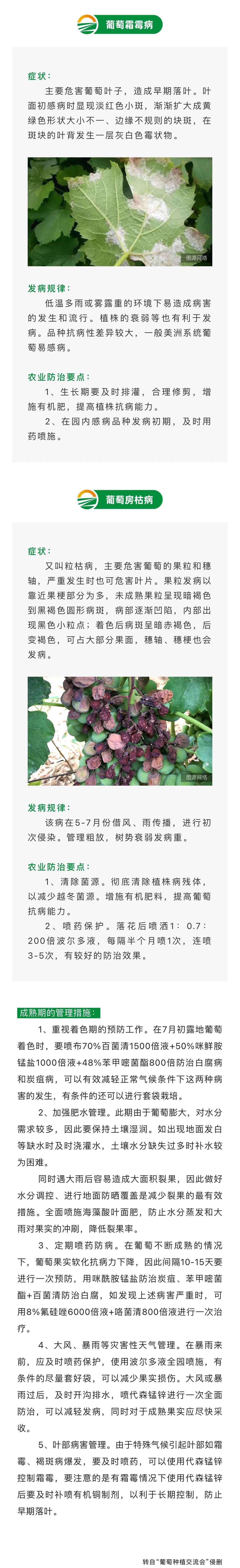 葡萄成熟期主要病害及防治(圖2)