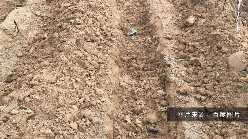 好土壤才能種出好葡萄！陽(yáng)光玫瑰適合什么樣的土壤？(圖1)