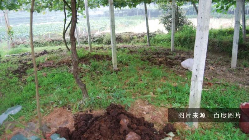 好土壤才能種出好葡萄！陽(yáng)光玫瑰適合什么樣的土壤？(圖2)