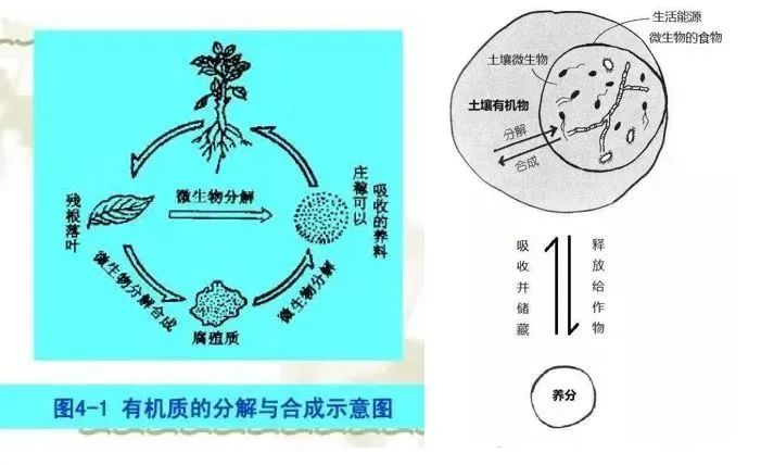 好土壤才能種出好葡萄！陽(yáng)光玫瑰適合什么樣的土壤？(圖4)