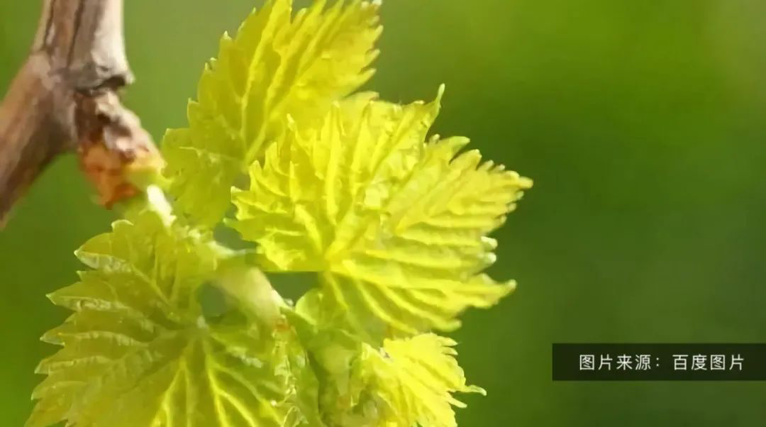 葡萄摘心技術(shù)要領(lǐng)！營養(yǎng)枝，主、側(cè)蔓延長枝如何摘心(完整版）(圖2)