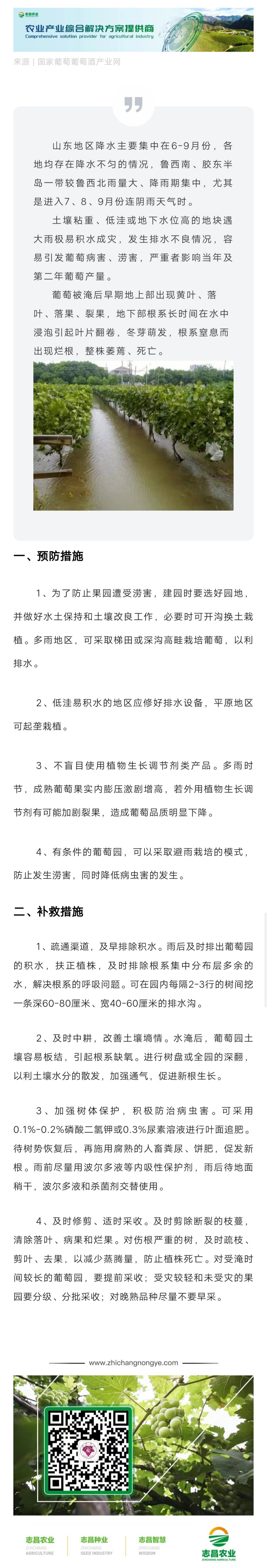 山東地區(qū)雨季葡萄主要管理措施(圖1)